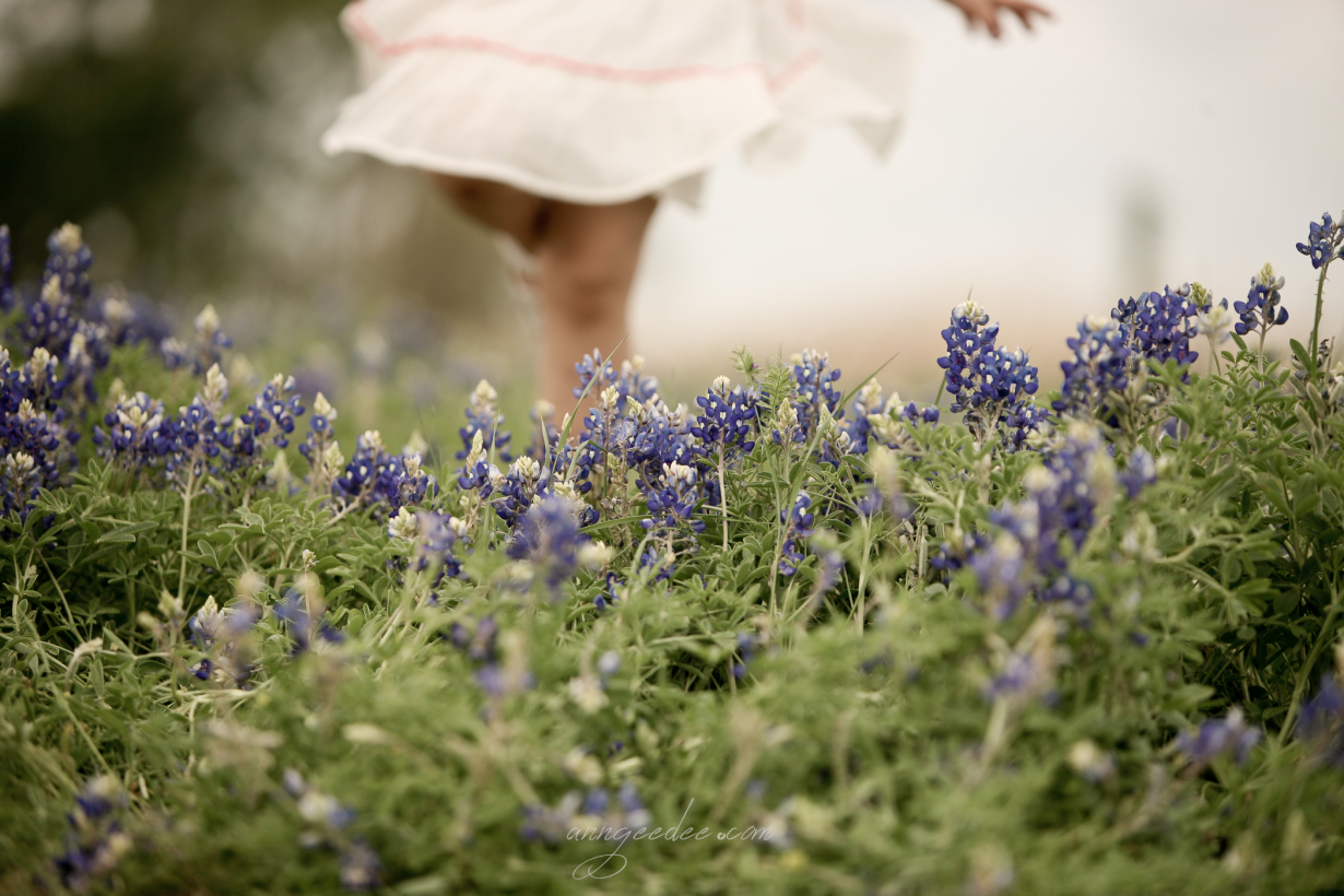 Bluebonnets 2013