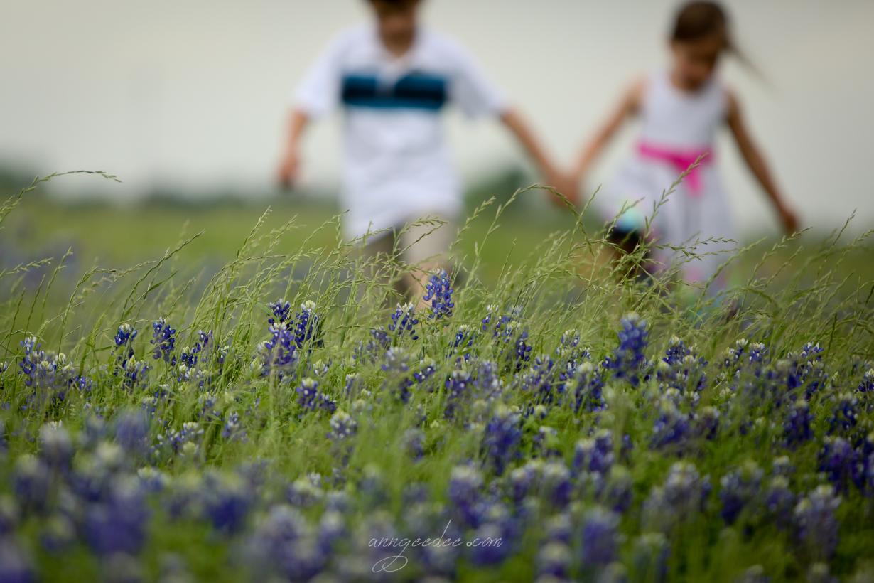 Bluebonnets 2014