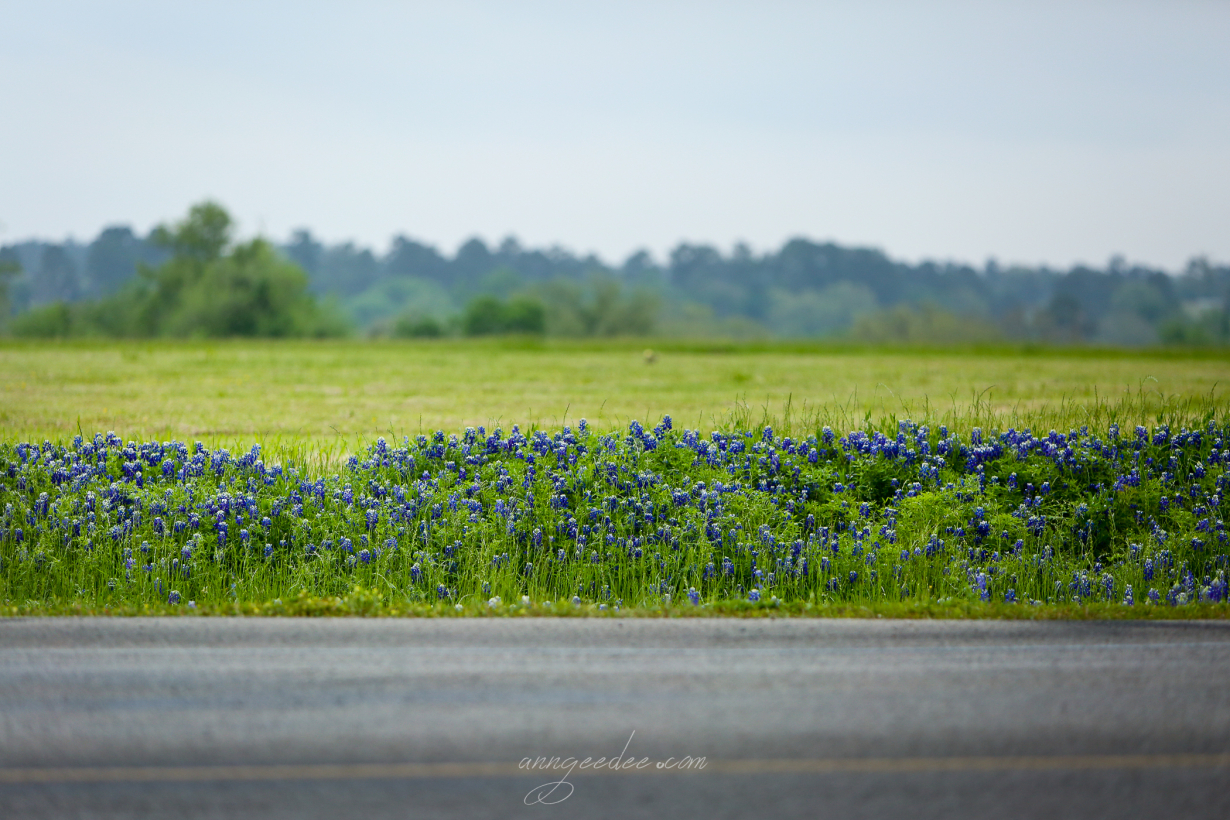 Bluebonnets 2014-4